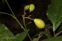 Gomphandra tetrandra